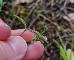 Epilobium foliosum