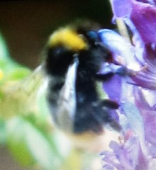 Bombus pratorum