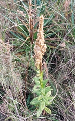 Pterocaulon polystachyum