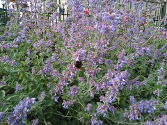 Bombus terrestris