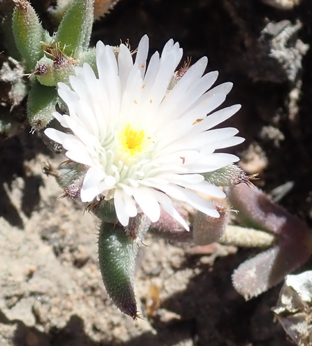 Image of Trichodiadema orientale by (c) Nicola van Berkel, some rights reserved (CC BY-SA)