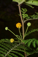 Vachellia
