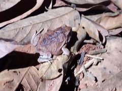 Physalaemus nattereri