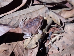 Physalaemus nattereri