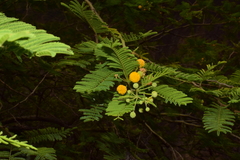Vachellia