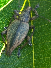 Elytrurus serrulatus