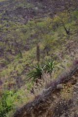 Puya