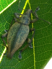 Elytrurus serrulatus