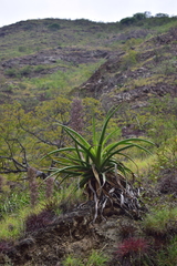 Puya