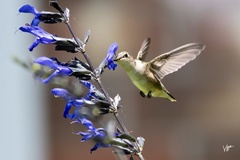 Archilochus colubris