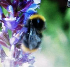Bombus pratorum