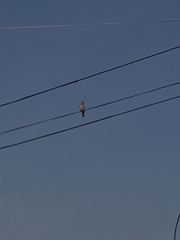 Passer domesticus