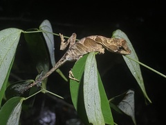 Anolis chrysolepis