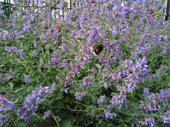 Bombus terrestris