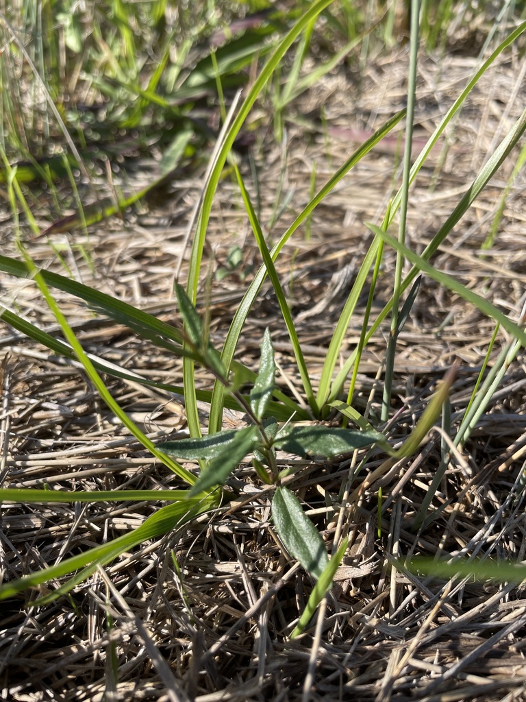 Slender Speedwell from Doug Denyer Reserve, Mordialloc, VIC, AU on May ...