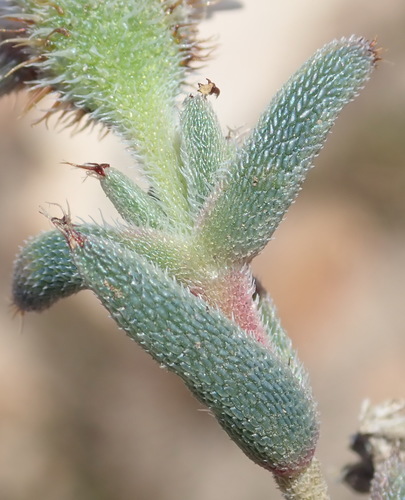 Image of Trichodiadema orientale by (c) Nicola van Berkel, some rights reserved (CC BY-SA)
