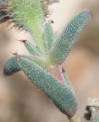 Trichodiadema orientale