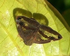 Scolypopa australis