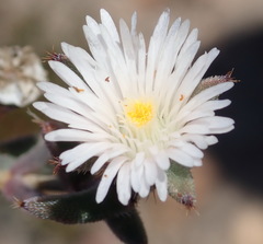 Trichodiadema orientale