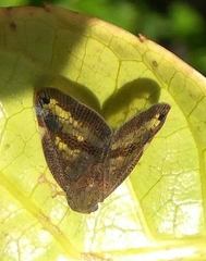 Scolypopa australis