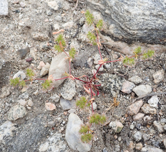 Dodecahema leptoceras