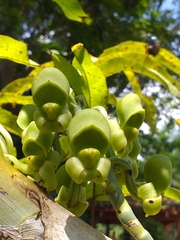 Catasetum integerrimum