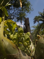 Catasetum integerrimum