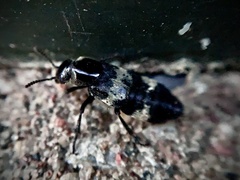 Creophilus maxillosus