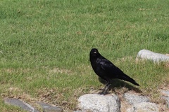 Corvus brachyrhynchos