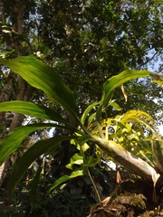 Catasetum integerrimum