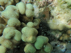 Canthigaster punctatissima
