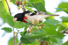 Pheucticus ludovicianus