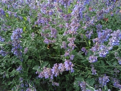 Bombus terrestris