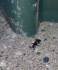 Creophilus maxillosus