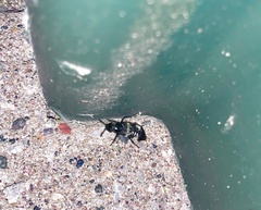 Creophilus maxillosus