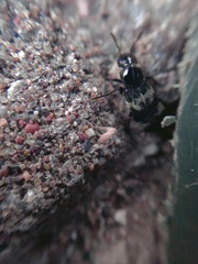 Creophilus maxillosus
