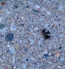 Creophilus maxillosus