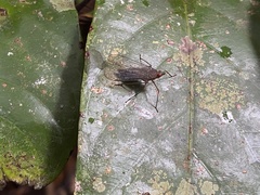Lappidina