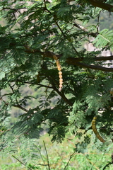 Vachellia