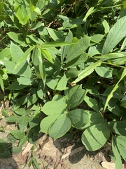 Millettia pachycarpa