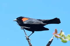 Agelaius phoeniceus californicus