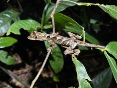 Anolis chrysolepis