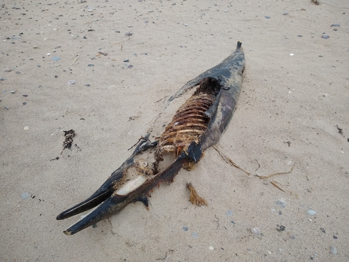 Short-beaked common dolphin