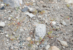 Dodecahema leptoceras