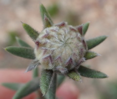 Phylica propinqua