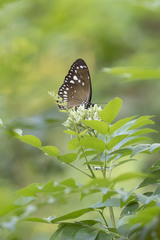 Euploea andamanensis