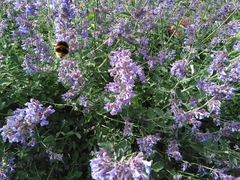 Bombus terrestris