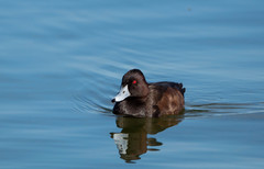 Netta erythrophthalma