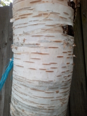 Betula