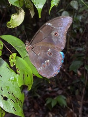Morpho menelaus menelaus
